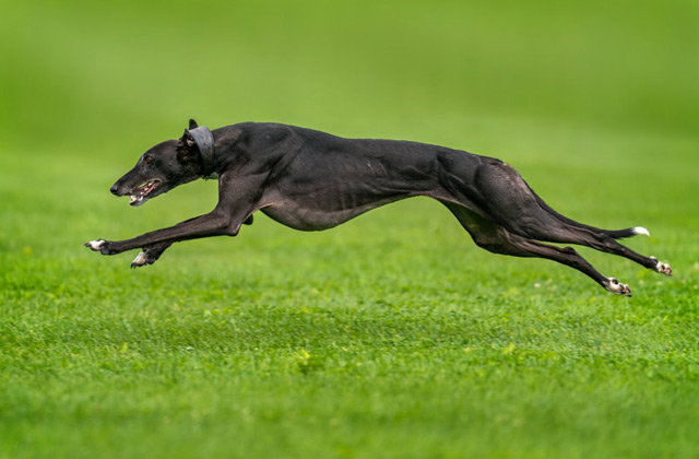 Fastest Greyhounds