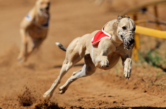 Greyhound RaceWinner
