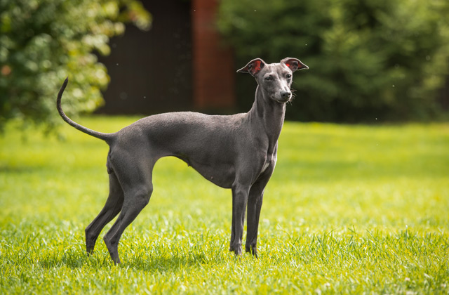 Perks of Adopting a Greyhound 